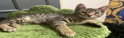 Bengal cats for sale: ♥️IAM ❤️WATCH ALL MY VIDEOS👀FOR MUMMY OR DADDY ❤️ - Advert 17
