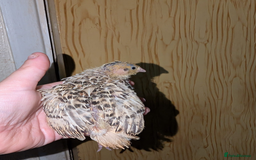 Chickens poultry for sale: Various unsexed chicks and Quails - Image 6