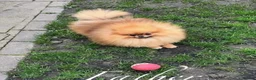 Pomeranian dogs for sale: 🐻Tiny Boys🔥Outstanding Quality  - Advert 12