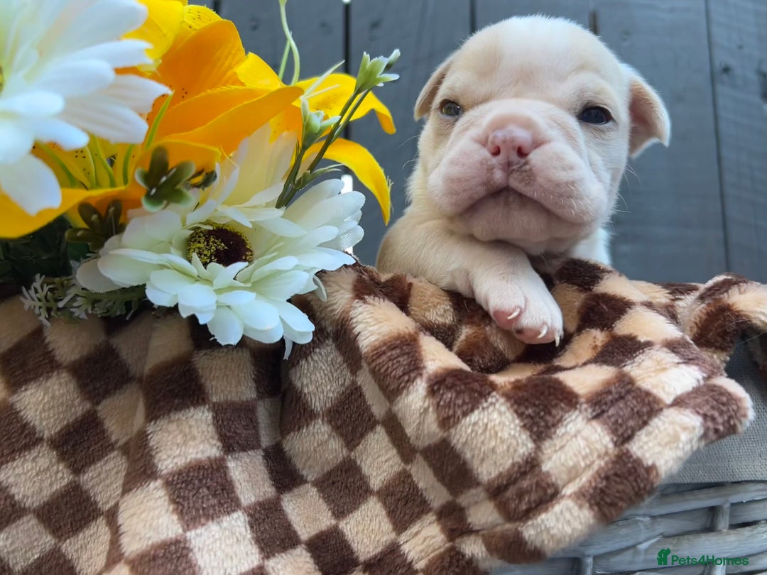 Olde English Bulldogge dogs for sale: MUST SEE OLDE ENGLISH PUPPIES!!  - Image 28
