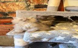 Persian cats for sale: Persian kitten ready to go - Image 7