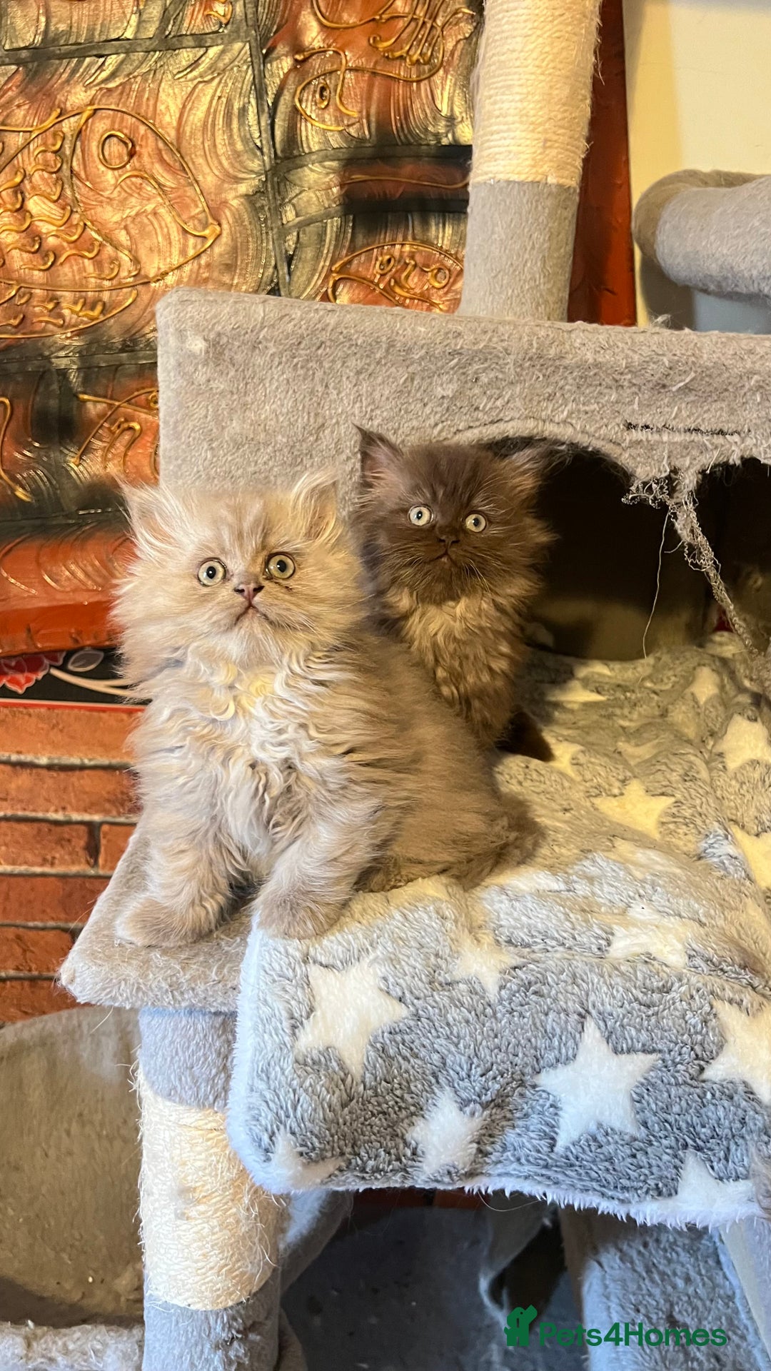 Persian cats for sale: Persian kitten ready to go - Image 7