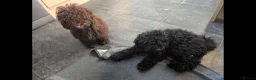 Labradoodle dogs for sale: 🐾Quality F1BB Fluffy Mini Labradoodle Pups🐾  - Advert 14