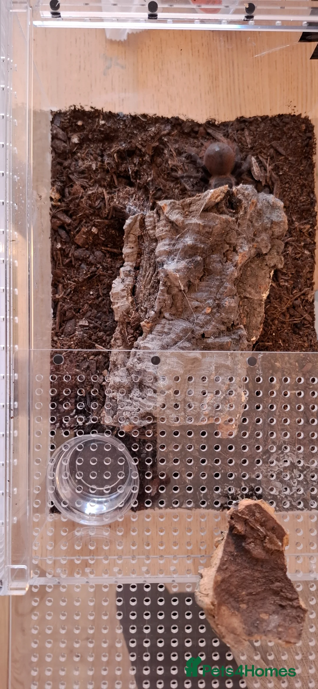 Tarantulas invertebrates for sale: Lasiocyano sazmai Brazilian blue and enclosure - Advert 2