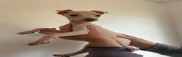 Italian Greyhound dogs for sale: Cream  girl ready to leave  - Advert 6