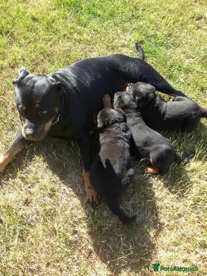 Rottweiler dogs Gentle & Loyal Rottweiler Ready for a Loving Home - Advert 1