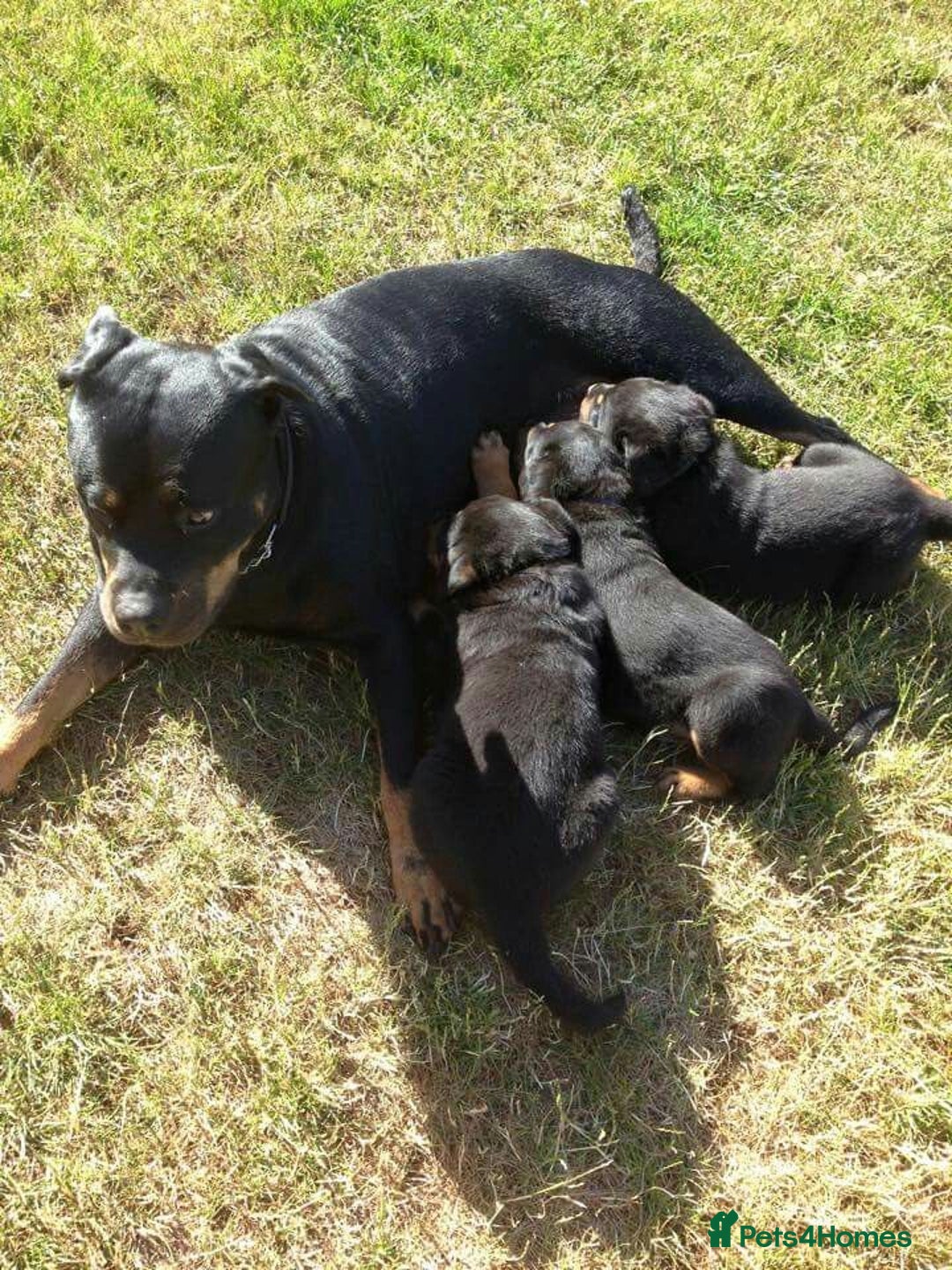Rottweiler dogs for sale: Gentle & Loyal Rottweiler Ready for a Loving Home - Advert 1