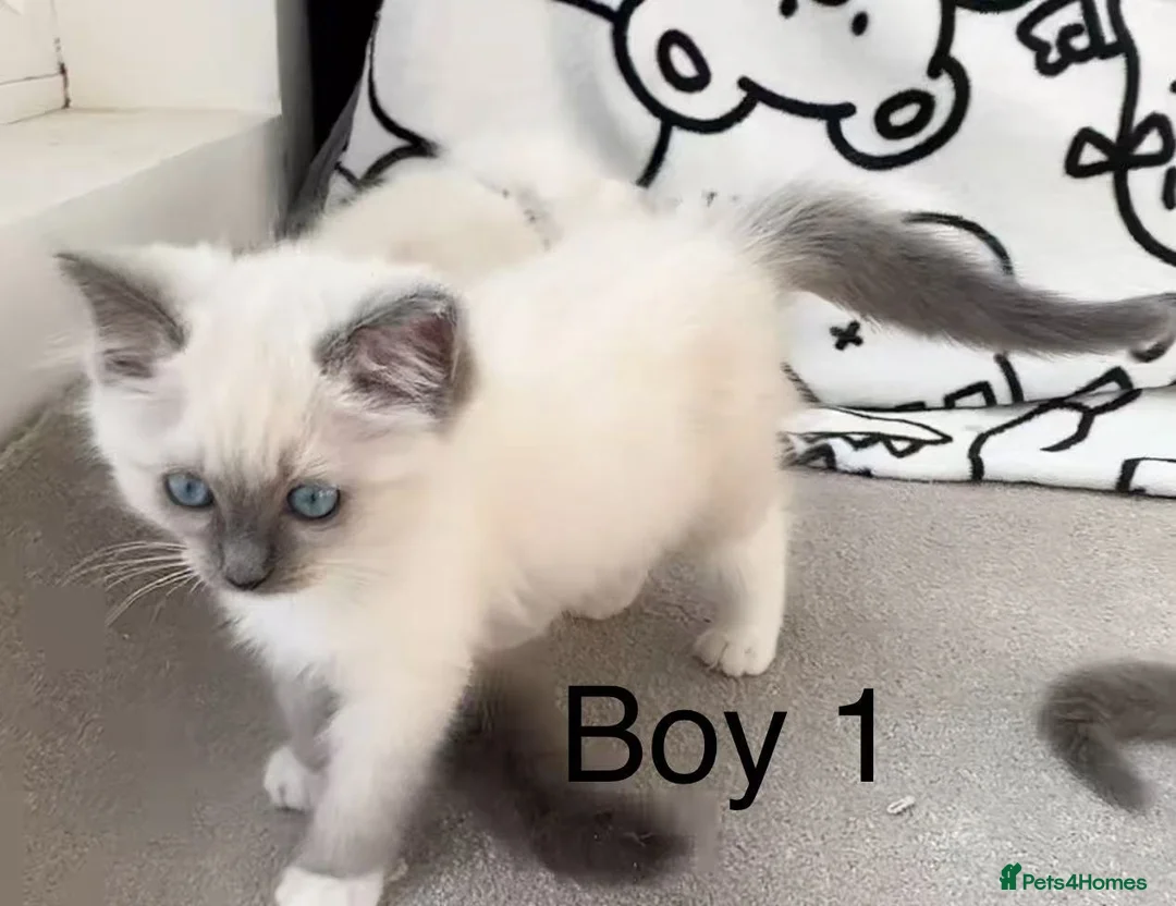 Ragdoll cats for sale: 7 Cute Ragdollyanna kittens  - Advert 8
