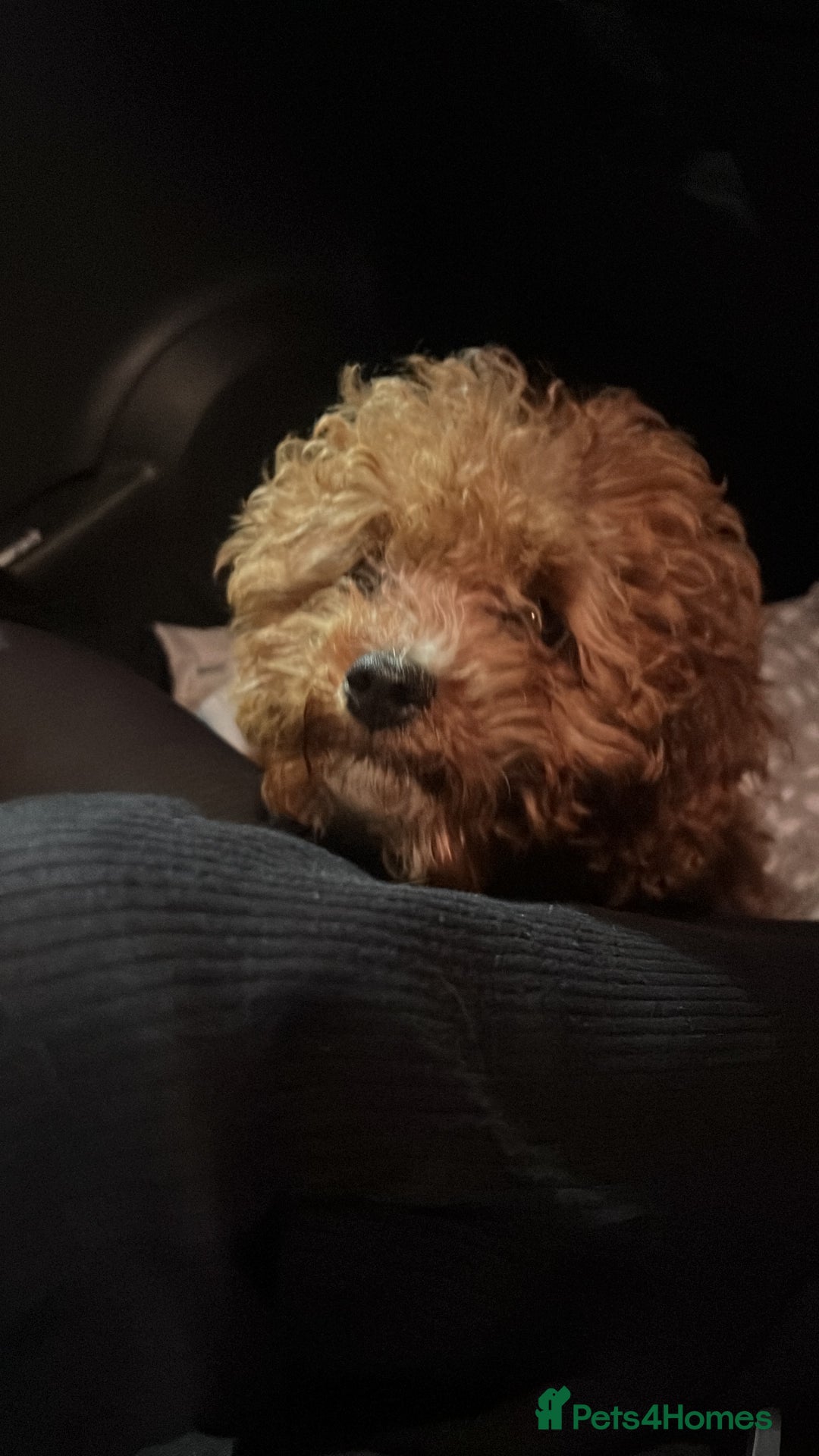 Cavapoo dogs for sale: Cavapoo Puppies - Advert 4