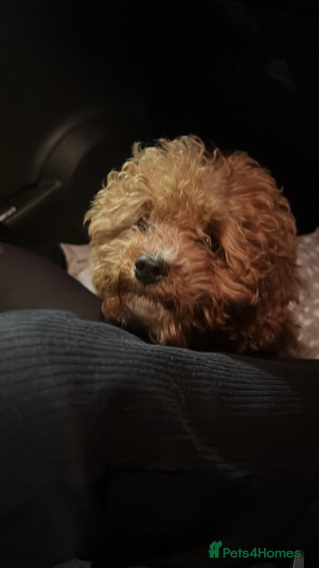 Cavapoo dogs for sale: Cavapoo Puppies - Advert 4