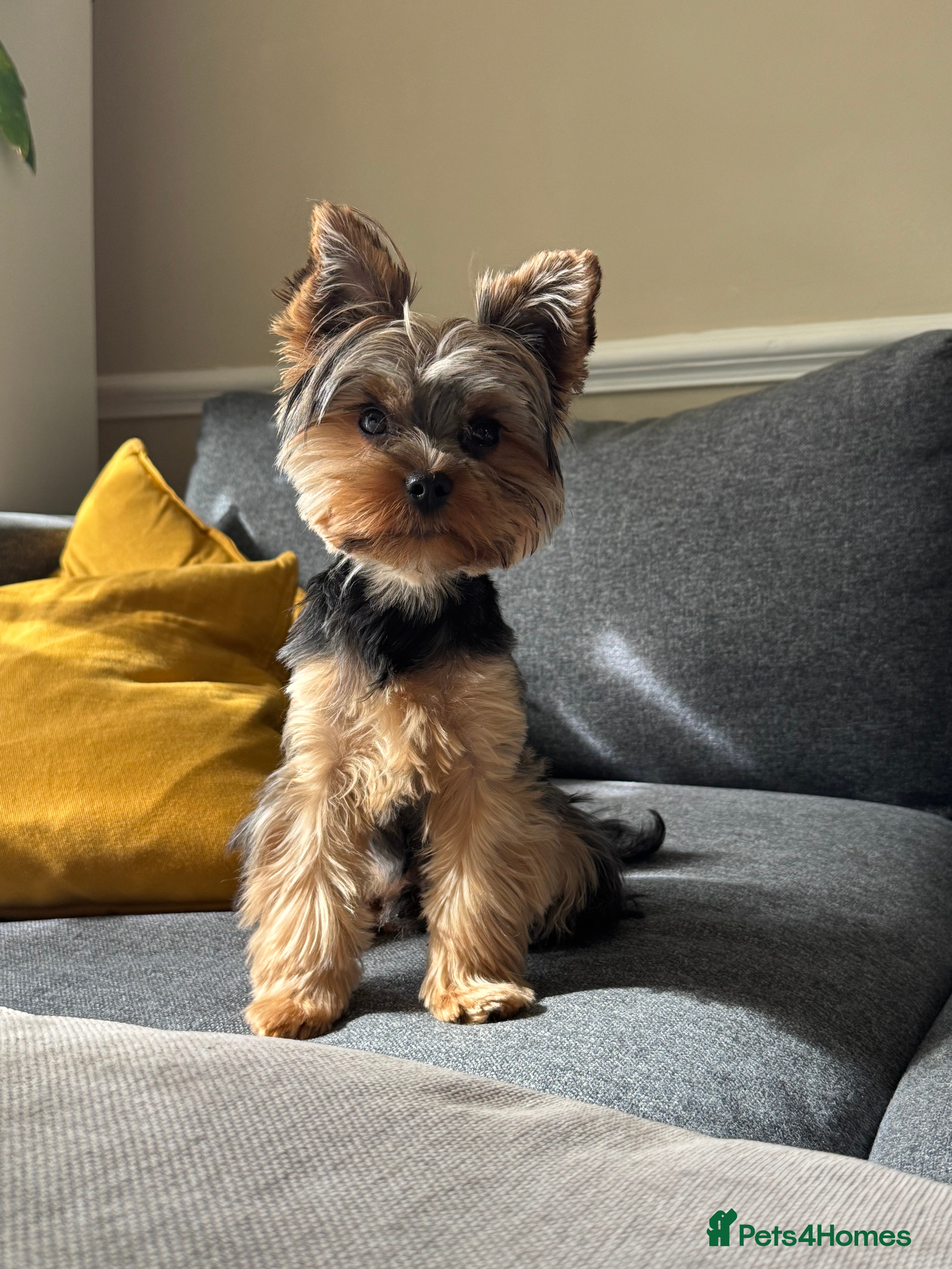 Yorkshire Terrier dogs Stud only  - Advert 2