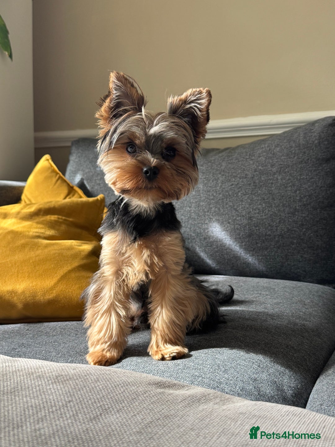 Yorkshire Terrier dogs for stud: Stud only  - Advert 1