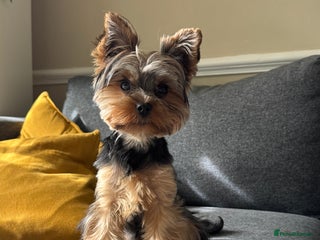 Yorkshire Terrier dogs Stud only - Advert 4