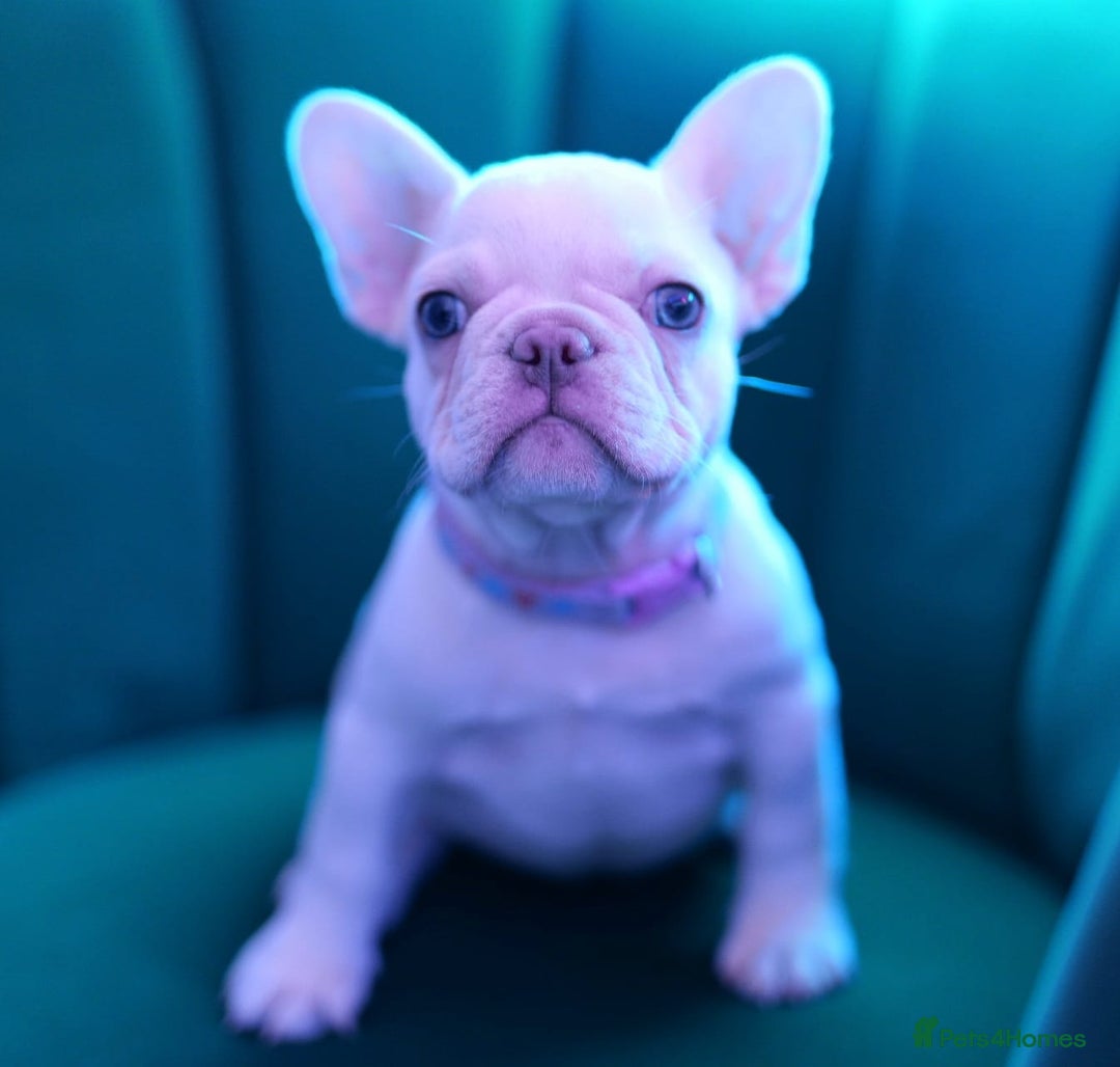 French Bulldog dogs for sale: KC French Bulldog Ready Now ! - Image 5