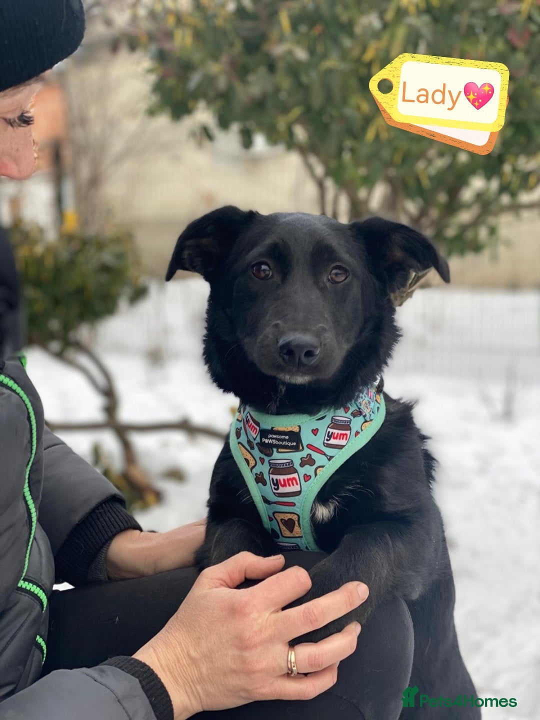 Mixed Breed dogs for adoption: 💖🐶 LADY AND DORY 🐶💖 - Advert 3