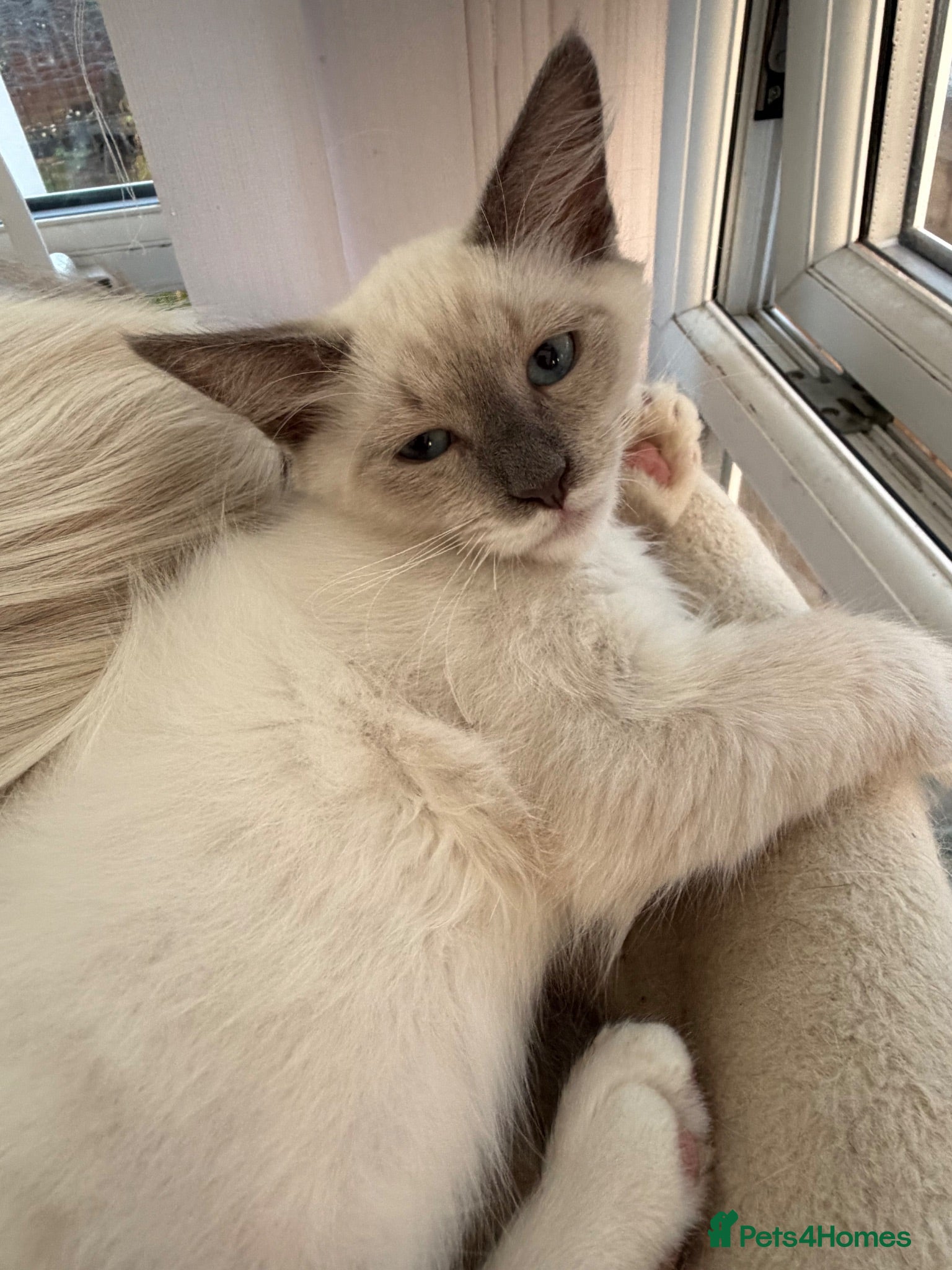Siberian cats ONE BEAUTIFUL BOY LEFT. Purebred Siberian Neva  - Advert 2