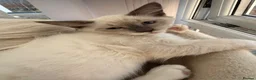 Siberian cats for sale: ONE BEAUTIFUL BOY LEFT. Purebred Siberian Neva  - Advert 2