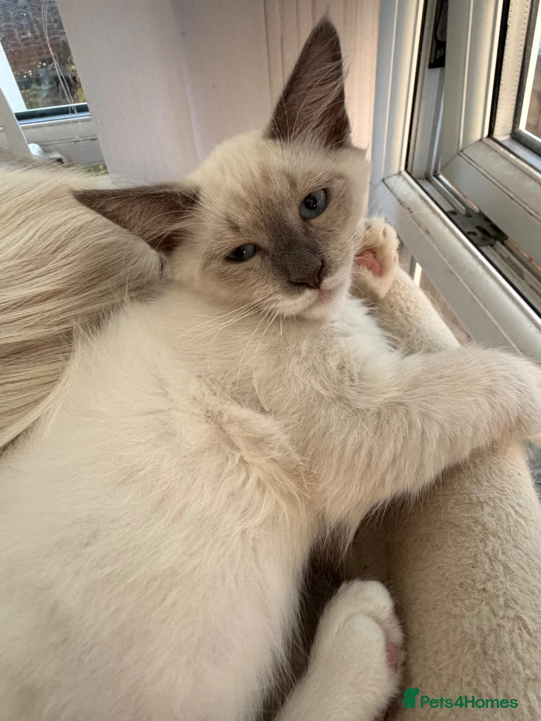 Siberian cats for sale: ONE BEAUTIFUL BOY LEFT. Purebred Siberian Neva  - Advert 2