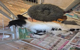 Papillon dogs for sale: Papillion puppys - Image 3