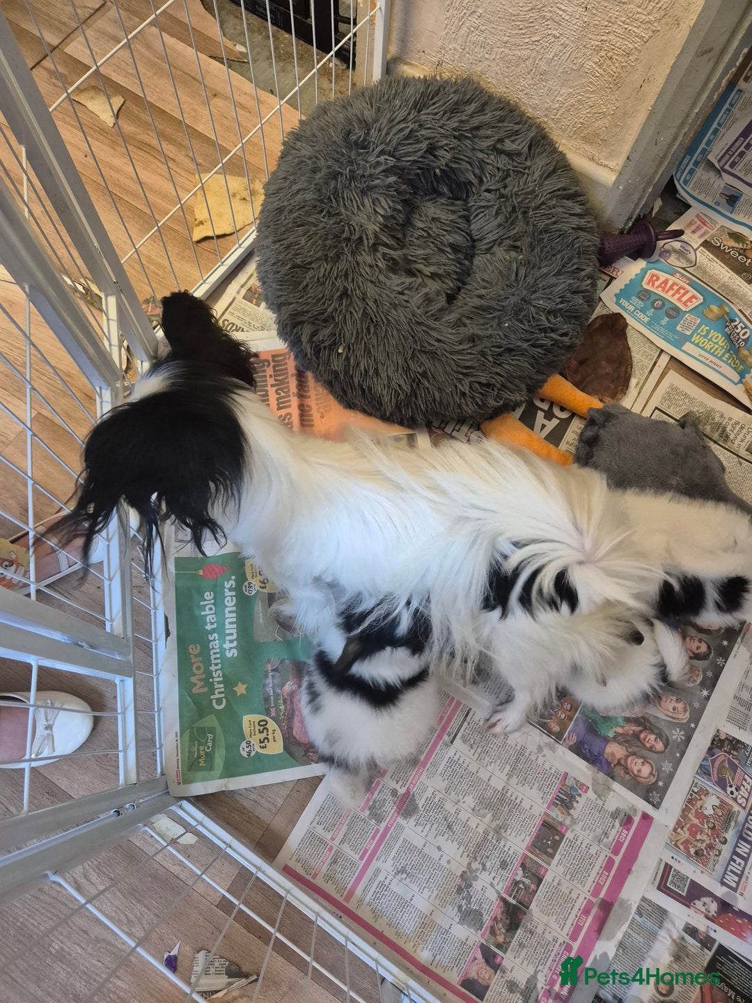 Papillon dogs for sale: Papillion puppys - Image 3