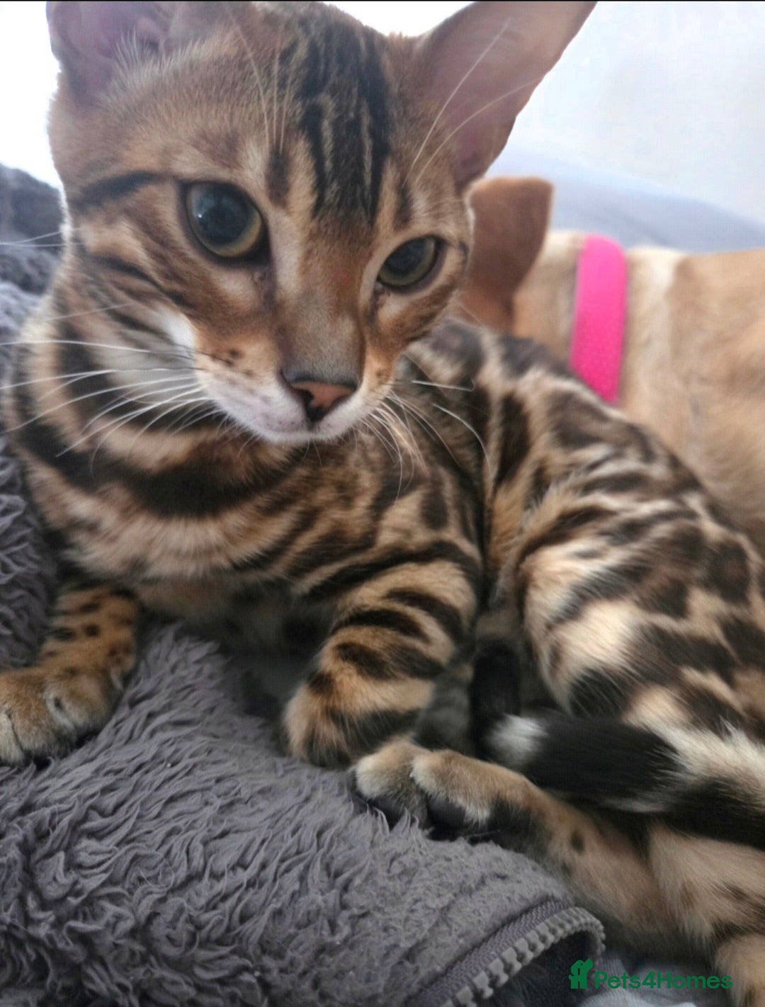 Bengal cats Stunning Bengal Kitten Seeking His Forever Home 🩵 - Advert 4