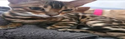 Bengal cats for sale: Stunning Bengal Kitten Seeking His Forever Home 🩵 - Advert 1