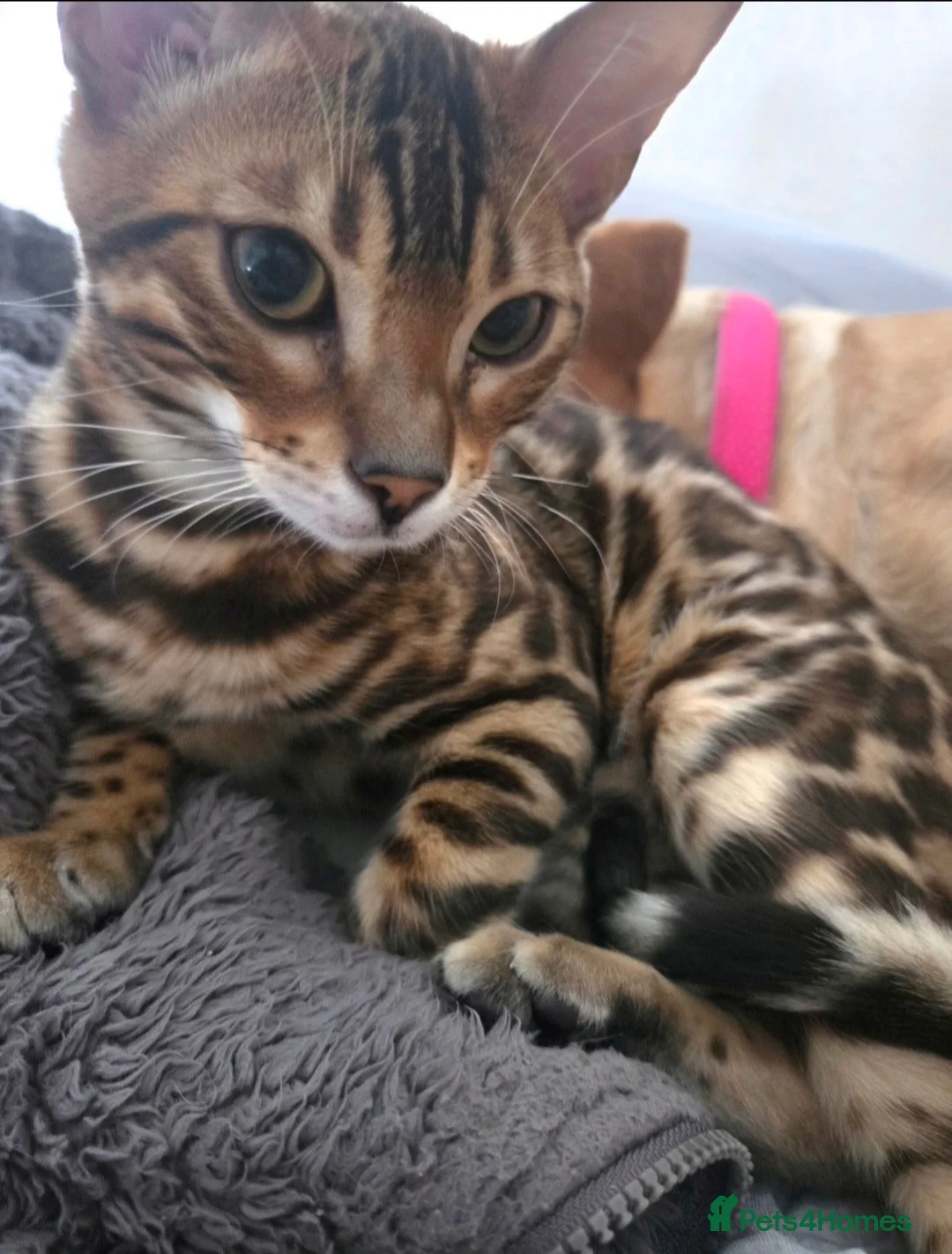 Bengal cats for sale: Stunning Bengal Kitten Seeking His Forever Home 🩵 - Advert 1