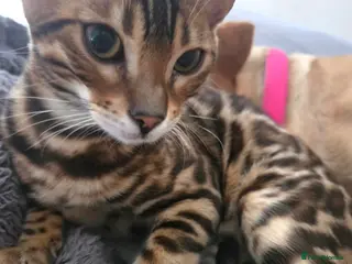 Bengal cats Stunning Bengal Kitten Seeking His Forever Home 🩵 - Advert 6