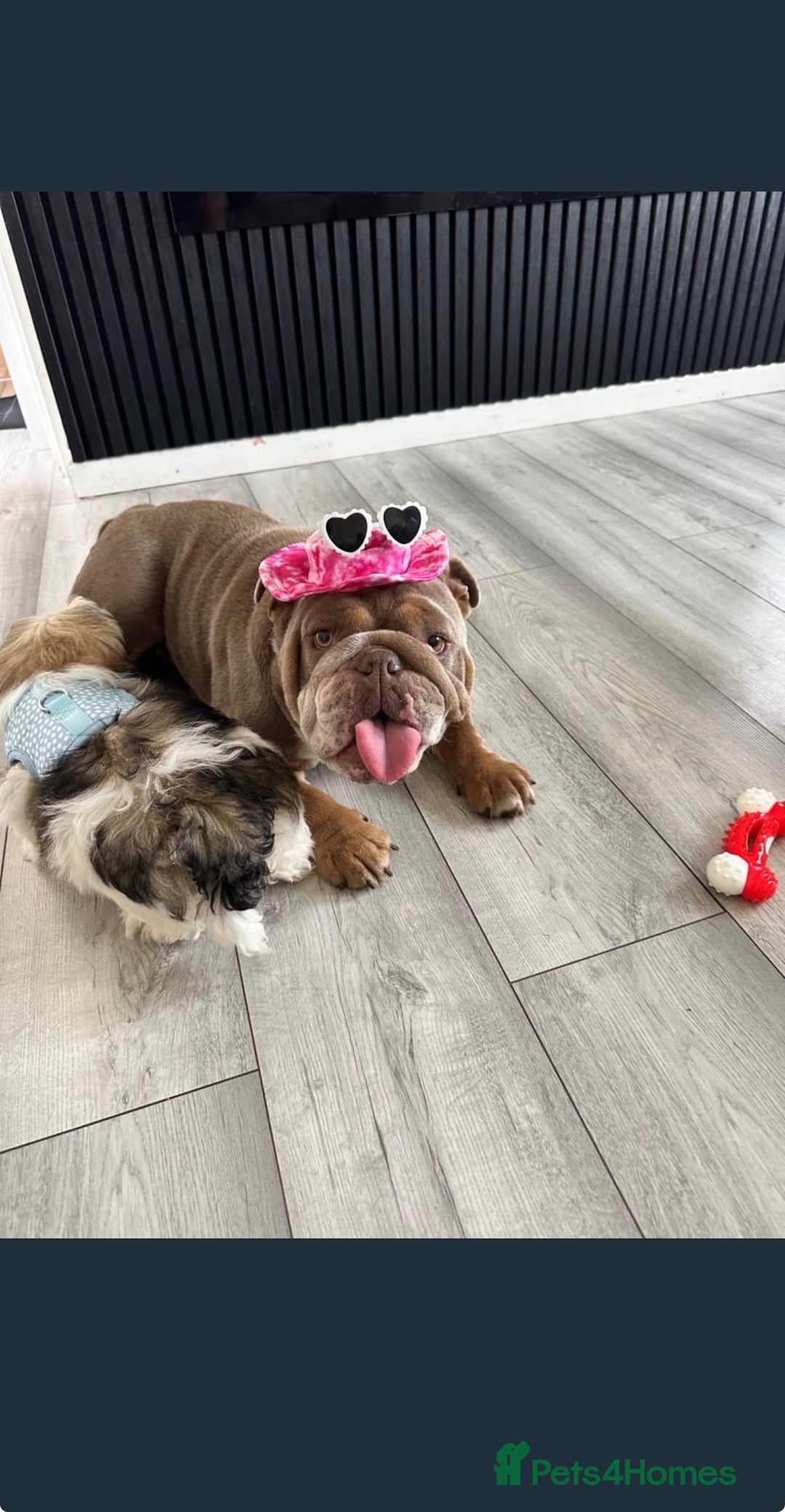 English Bulldog dogs for sale: 2 year old KC English Bulldog  - Image 6