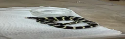 Corn Snake reptiles for sale: !! Wide range of baby Cornsnakes for sale !! - Advert 10