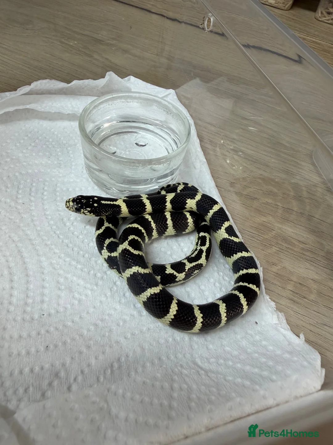 Corn Snake reptiles for sale: !! Wide range of baby Cornsnakes for sale !! - Advert 10