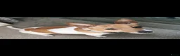 Jack Russell dogs for sale: 3x beautiful miniature Jack Russell Terriers - Advert 5