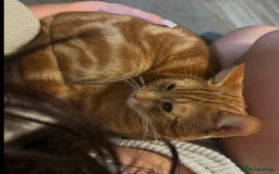 Domestic Shorthair cats for sale: Ginger Boy Lion  - Image 5