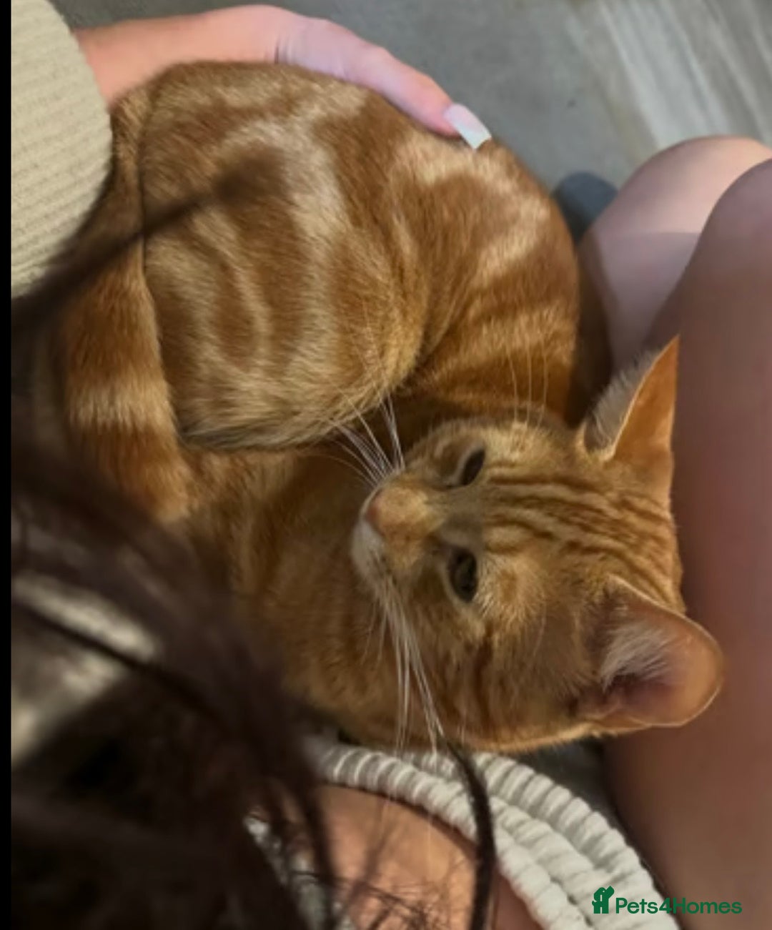 Domestic Shorthair cats for sale: Ginger Boy Lion  - Image 5