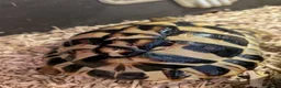 Tortoise reptiles for sale: 2x Herman's Tortoises for sale  - Advert 6