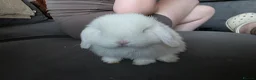 Mini Lop rabbits for sale: Full pure breed minilops - Advert 3