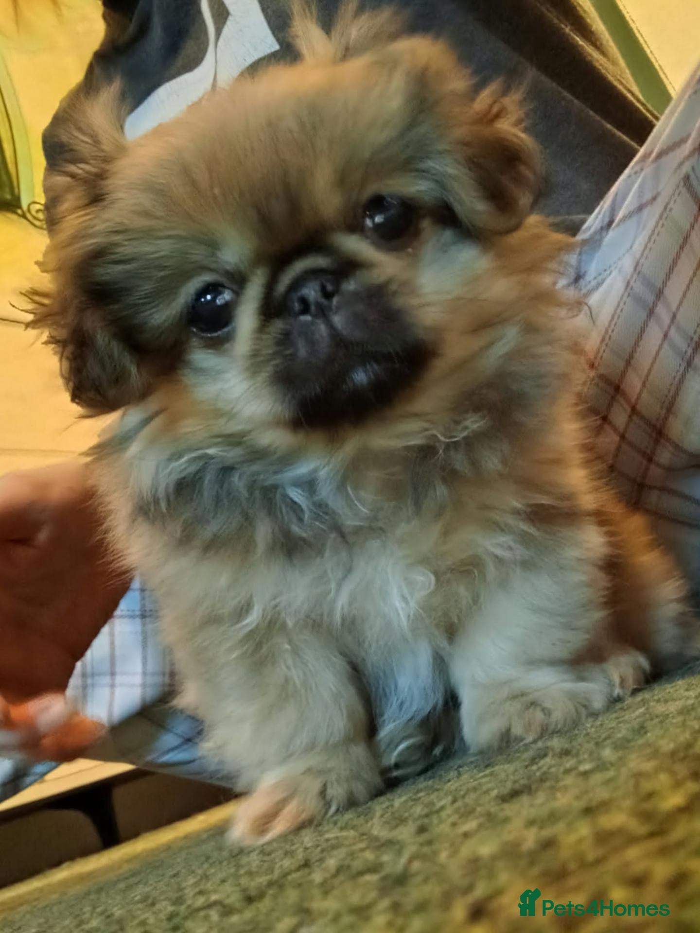 Pekingese dogs for sale: Beautiful Pekingese girl puppies - Advert 9