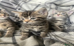 Mixed Breed cats for sale: chunky kittens - Image 11