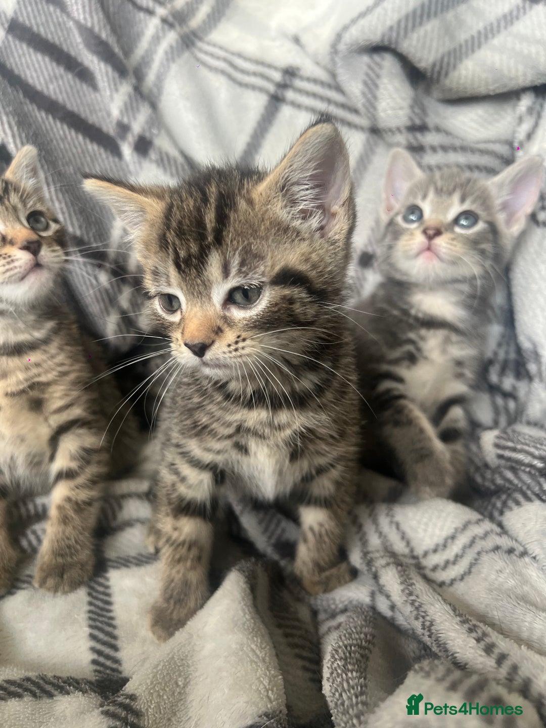 Mixed Breed cats for sale: chunky kittens - Image 11
