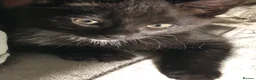 Mixed Breed cats for sale: 3 beautiful Maine Coon/Siamese mix kittens in Waltham Abbey - Advert 2