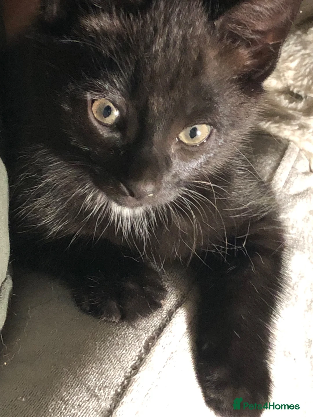 Mixed Breed cats for sale: 3 beautiful Maine Coon/Siamese mix kittens in Waltham Abbey - Advert 2