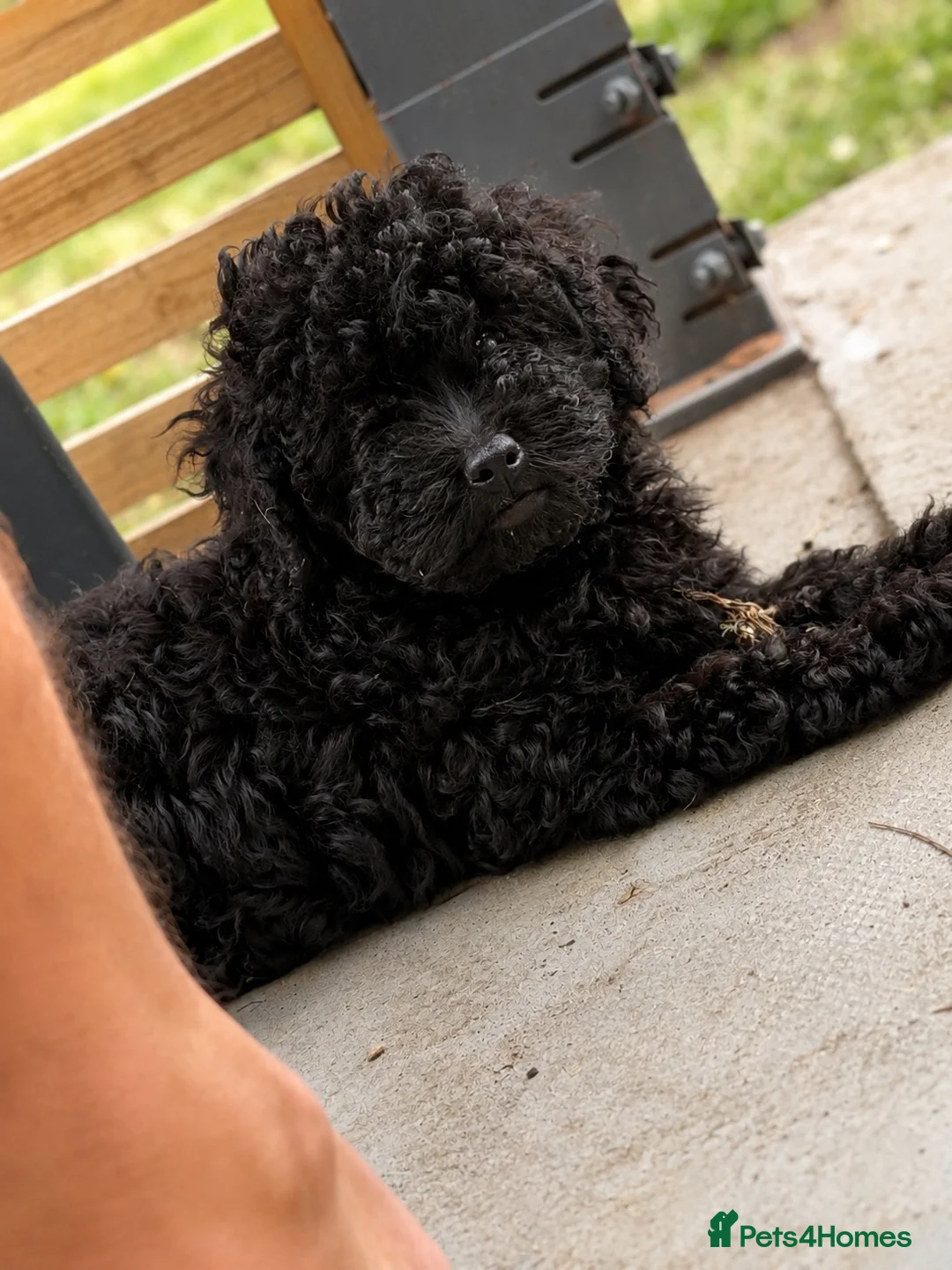 Toy Poodle dogs for sale: Beautiful Toy Poodle Puppies❤️🐾🐩 - Advert 2