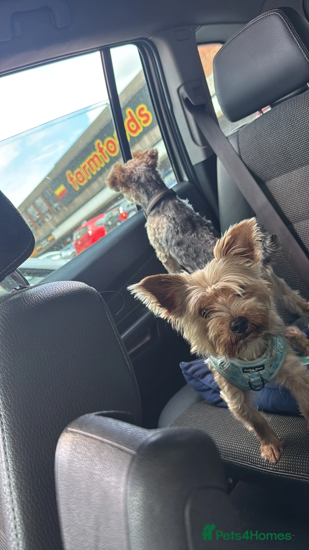 Yorkshire Terrier dogs for stud: Yorkshire terrier for stud - Advert 2