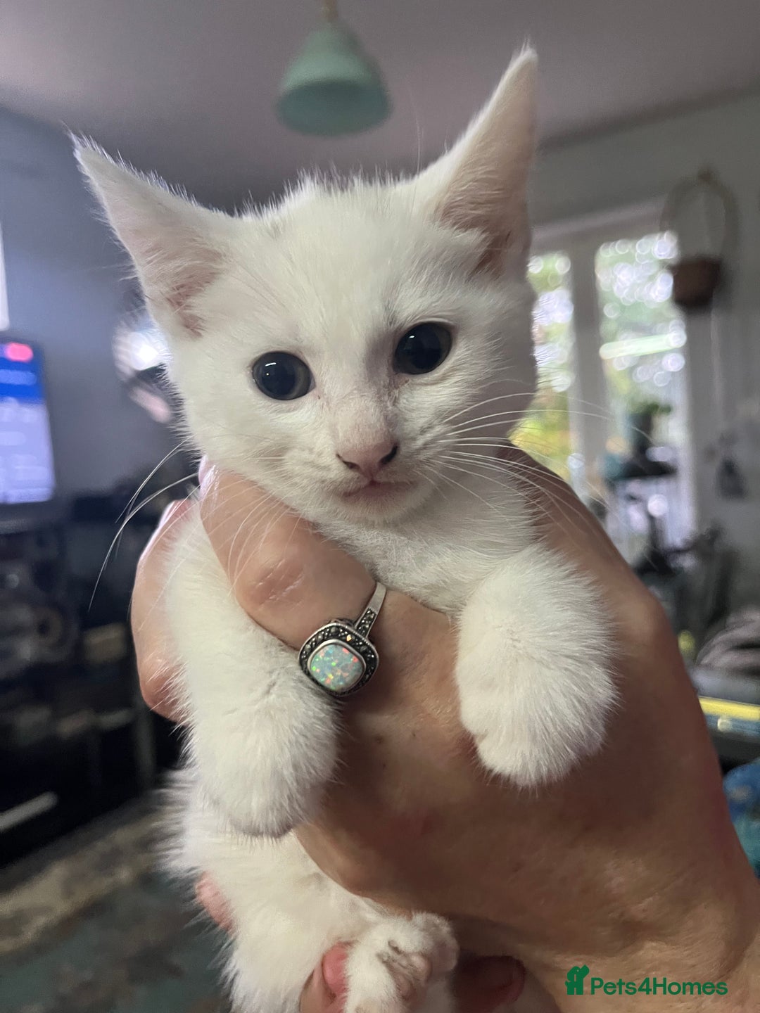 Domestic Shorthair cats for sale: Luna and Lily - Image 4
