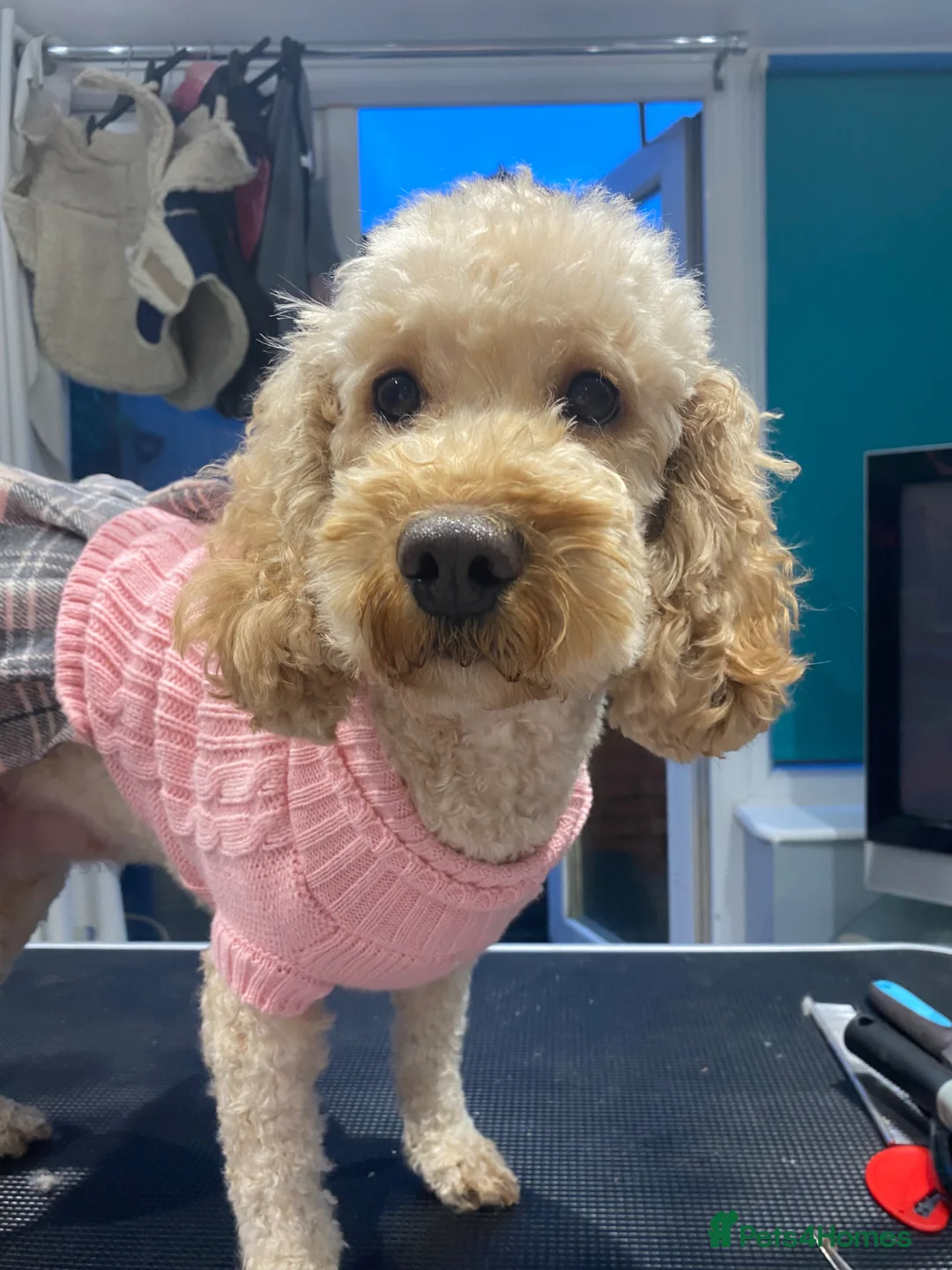 Cockapoo dogs for sale: DNA Tested Apricot Cockapoo Puppies - Advert 2