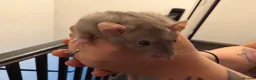 Rat rodents for sale: Adorable baby dumbo rats  - Advert 24