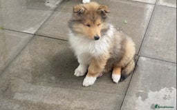 Rough Collie dogs for sale: ROUGH COLLIE SABLE AND WHITE PUPPIES - Image 6