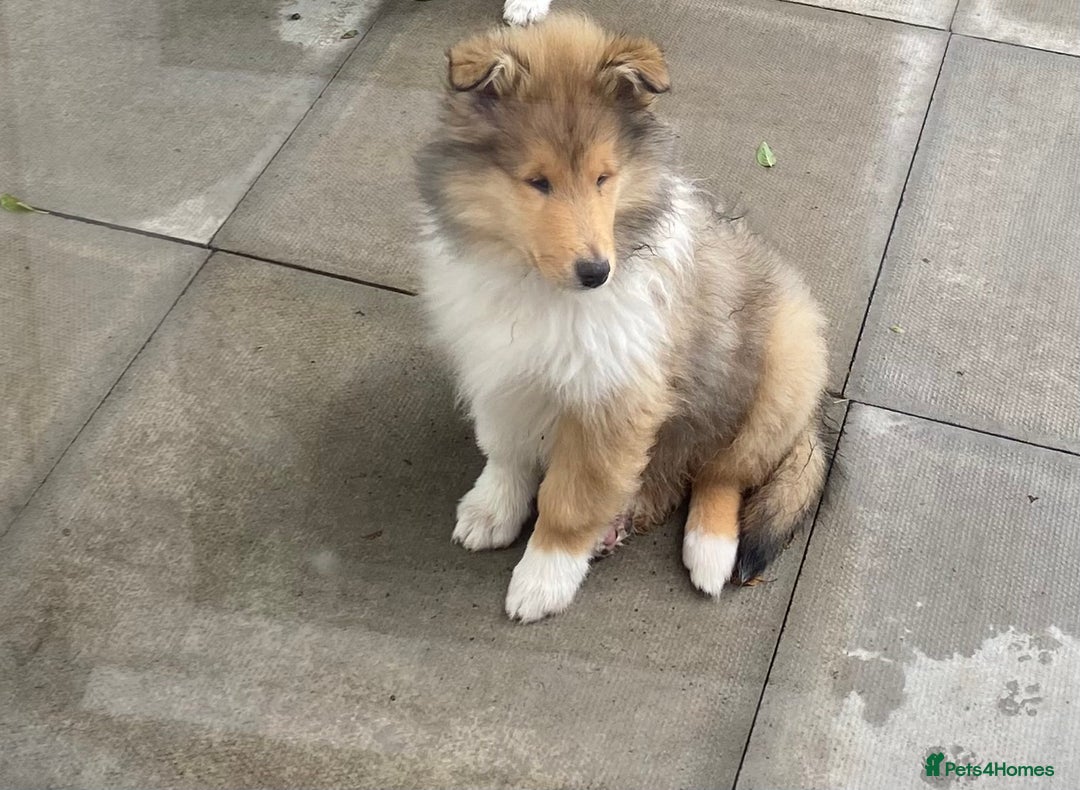 Rough Collie dogs for sale: ROUGH COLLIE SABLE AND WHITE PUPPIES - Image 6