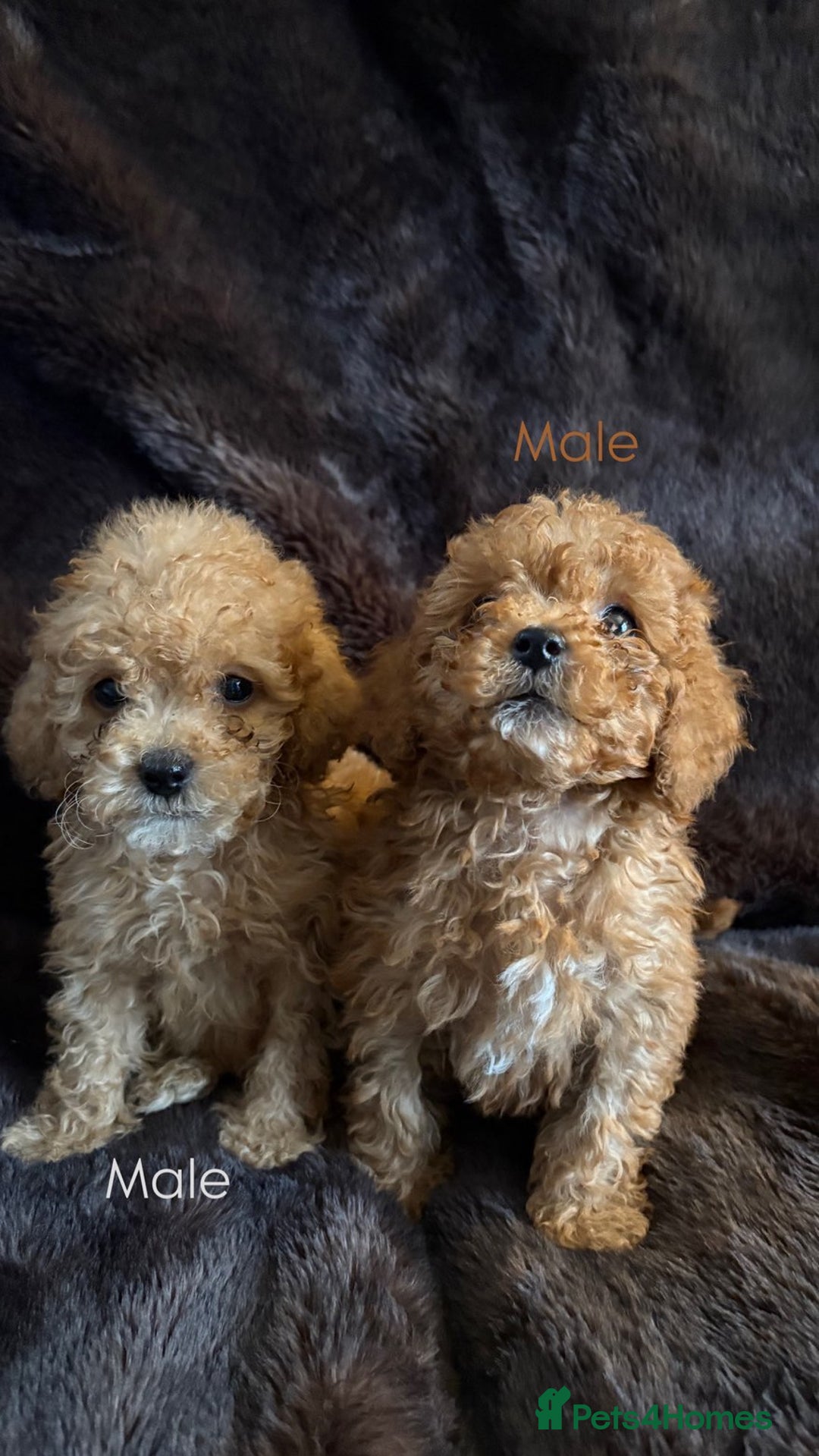Cavapoo dogs for sale: One stunning red cavapoo male  - Image 5