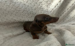 Miniature Dachshund dogs for sale:  ⭐️🐶Tiny tiny miniature dachshunds🐶⭐️ - Image 6